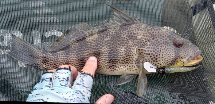 260501 sbb chatterbait.jpg