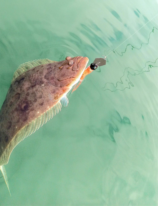 260501 hali chatterbait.jpg
