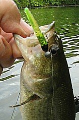 chart carrot stick added to tube body.jpg