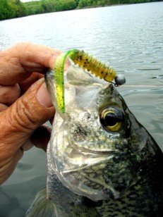 flat tail added to Spring Grub.jpg