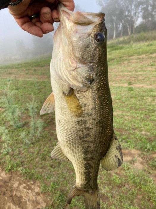 bass.jpg