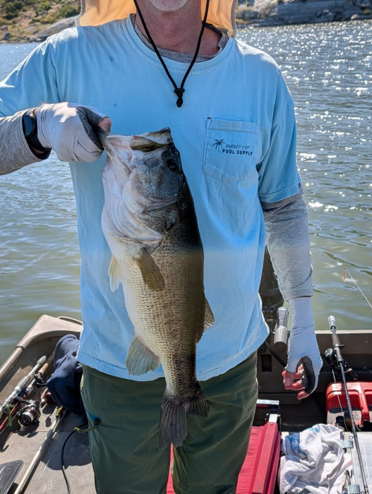 feesh.jpg