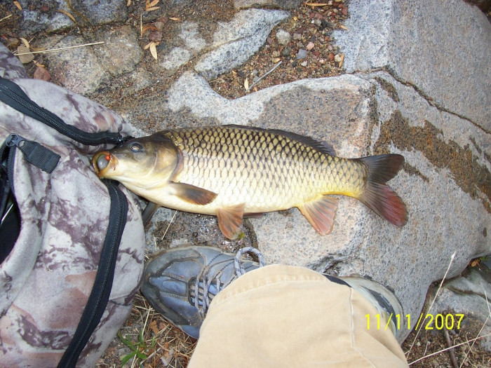 Carp, common, micro grub.JPG