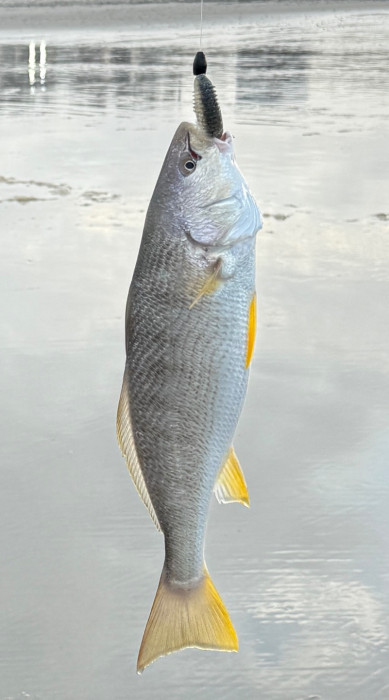 croaker-july-17-2026.jpg