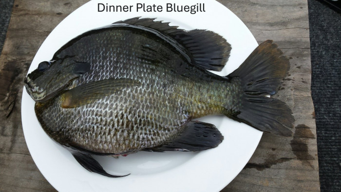 Dinner Plate Bluegill.JPG
