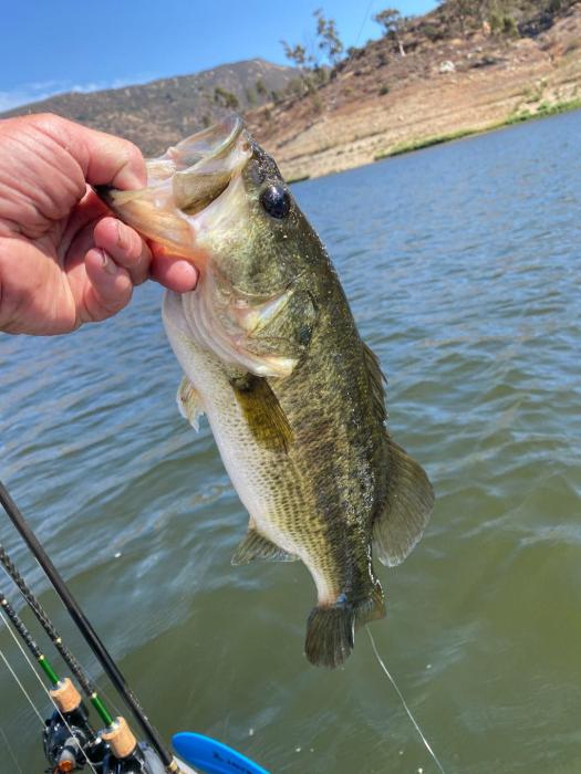 Shore fish