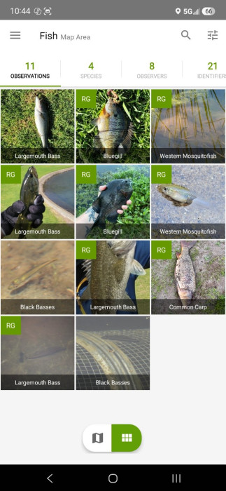 Screenshot_20260912_104420_iNaturalist.jpg