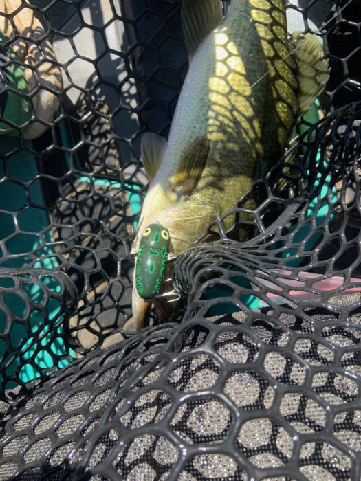 There it is, in the fishes mouth
