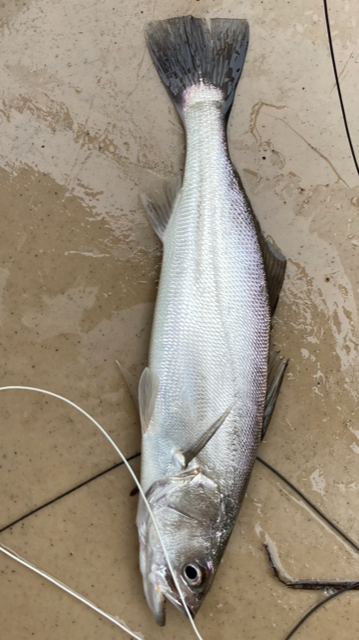 Corvina.PNG