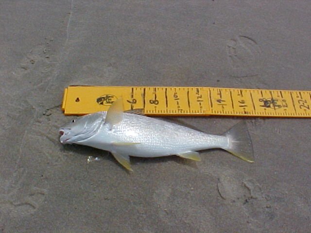 060400 16 inch.JPG