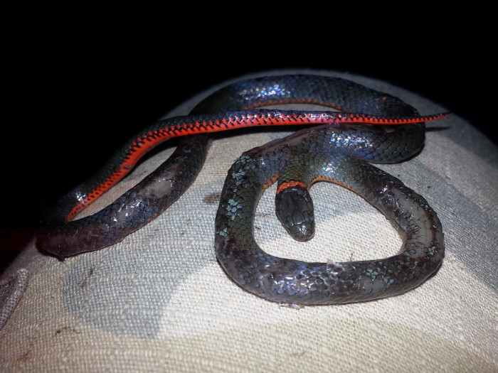 150919 ringneck on knee.jpg