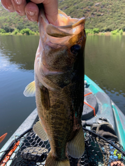 The typical fish on the boils.