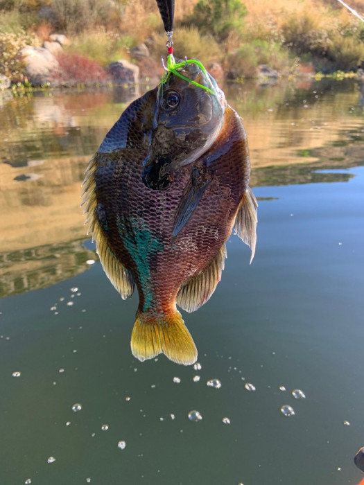 This is the fish who convinced me to fish for bluegill