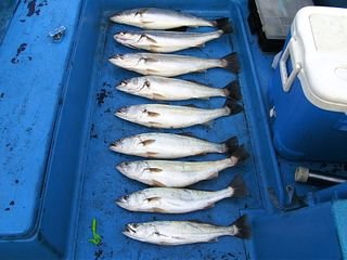 thebay009.jpg