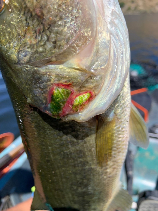 Strange coloring on this bass' repair, like it was done at a cheap body shop.