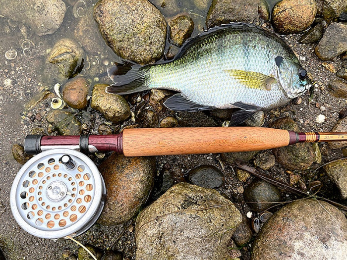 Average sized bluegill for today.