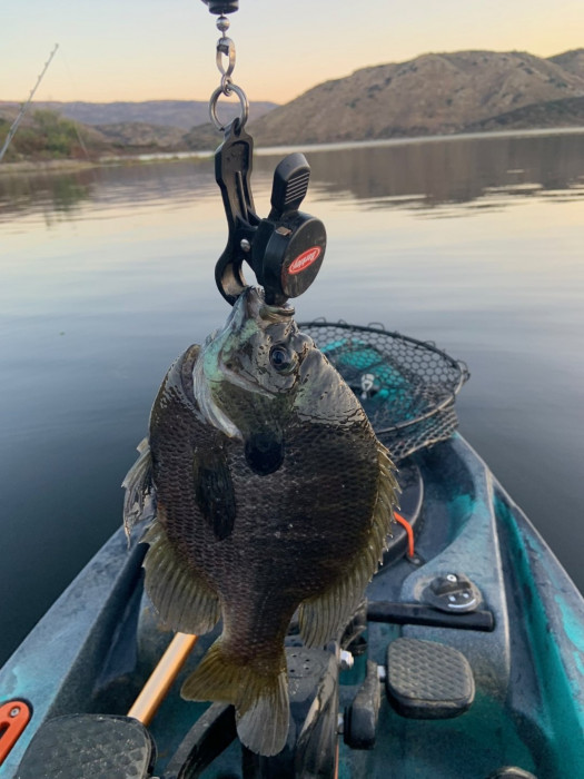 Good size bluegill