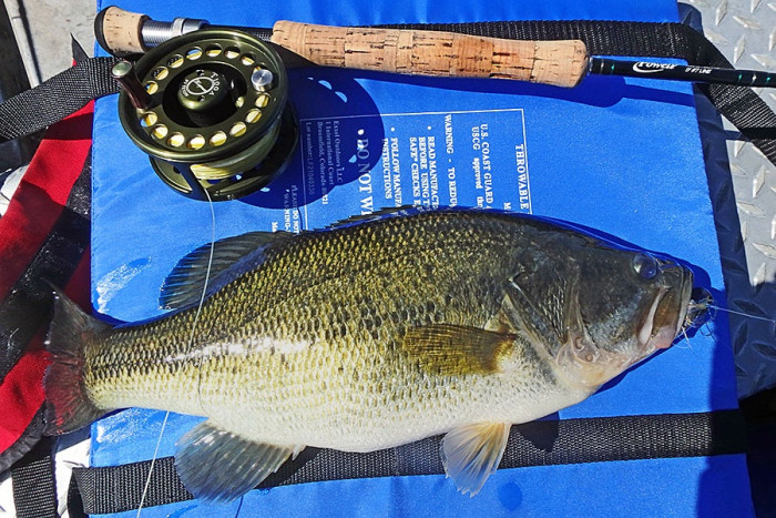A fat fly bass I caught fishing deep.