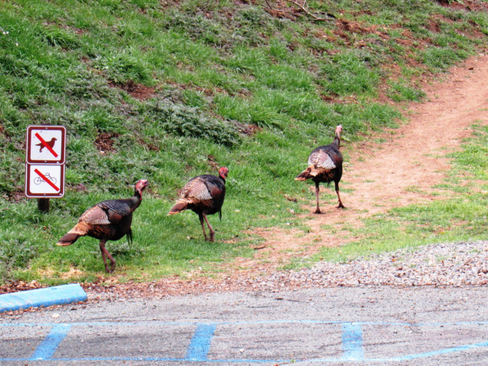 150228 3 turkeys sign crop.jpg