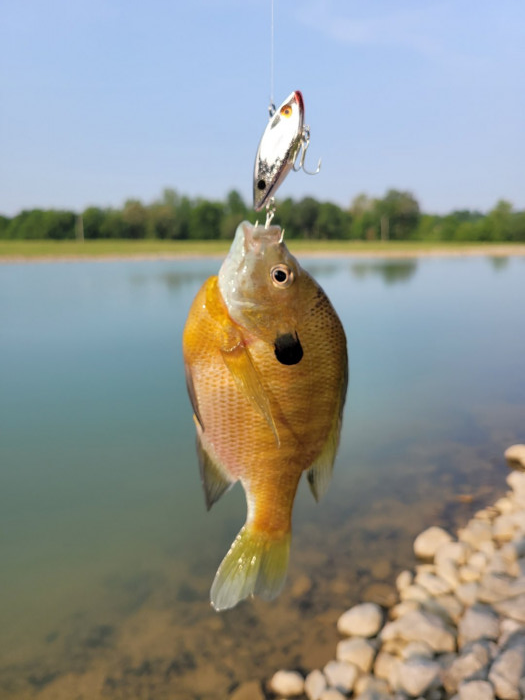 Bluegill.png