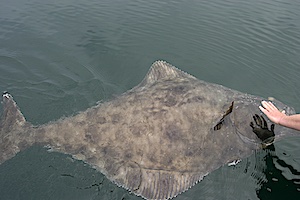 sdriverhalibut.jpg