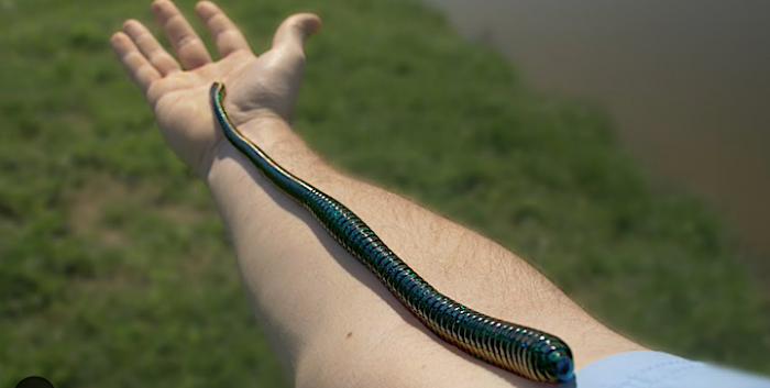 plastic worm.png