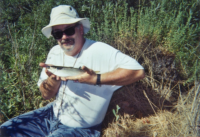 Mullet, mugil cephalus.JPG
