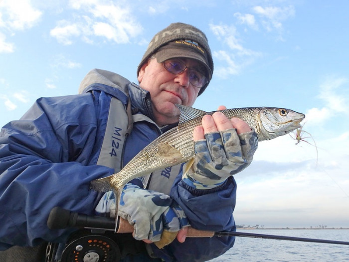 Bonefish that has lead a tough life - note scars