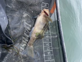 Sand Bass 4-30-2023.jpg