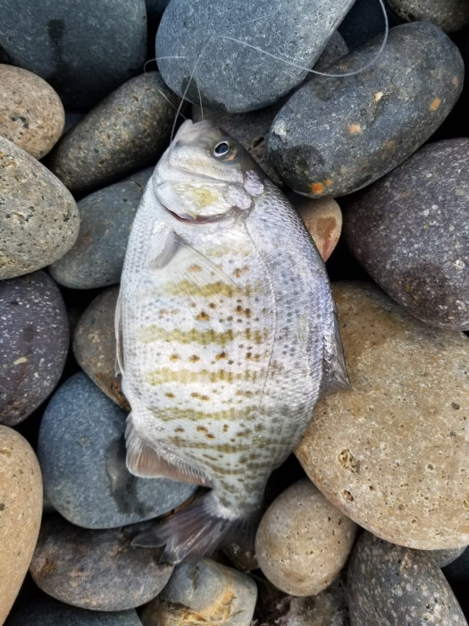 SurfPerch.jpeg