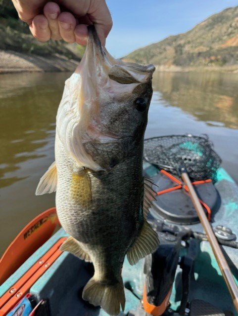 clearly pre-spawn pork