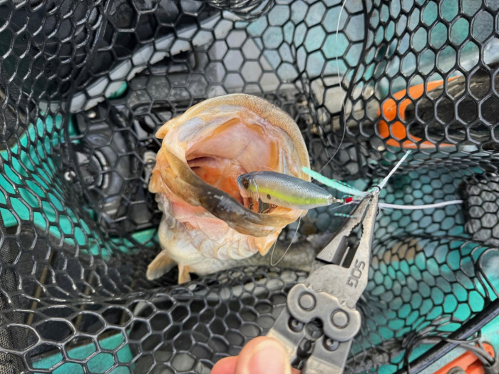 That certainly is a Large mouth.