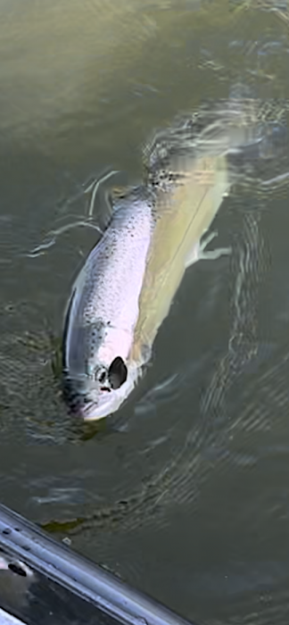 trout spoon.png