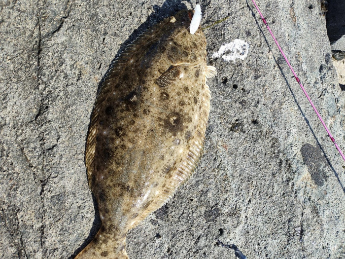 halibut.jpg