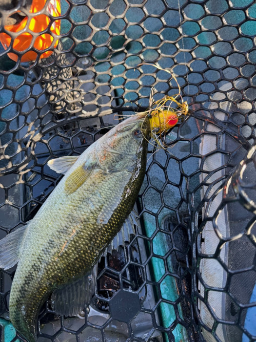 Another taker for the walking/crawling bait