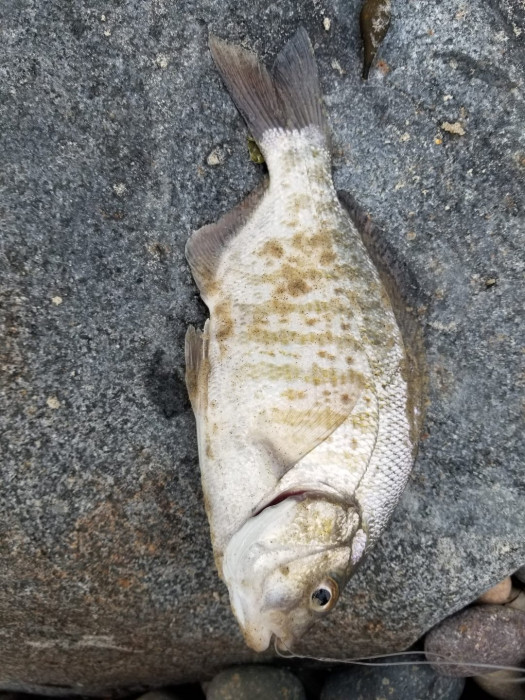perch.jpeg