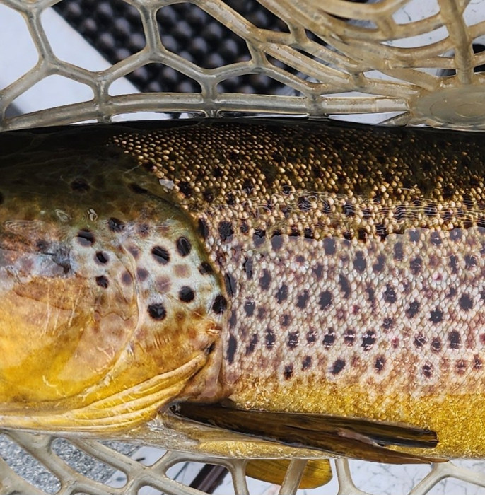 Obligatory fish shot from April