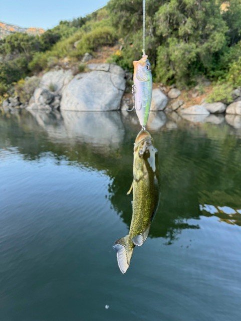 The &quot;I think I can&quot; award goes to this little fish