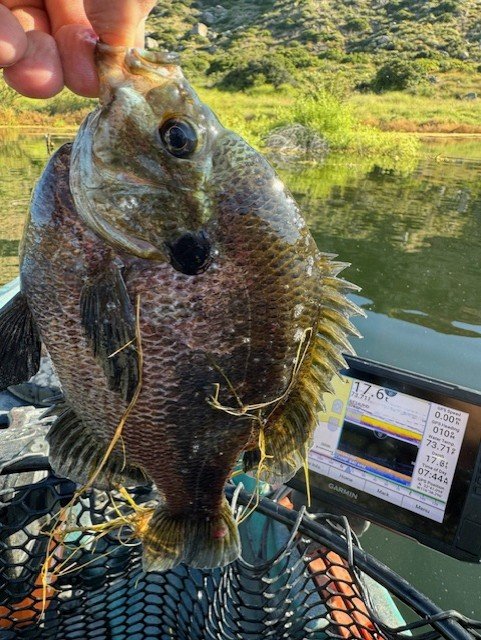 Should we lip land a bluegill?