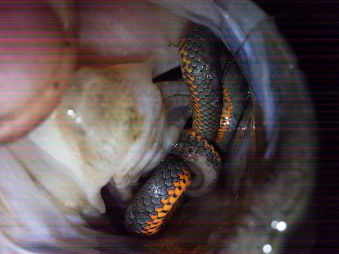 150919 ringneck in mouth cu.jpg