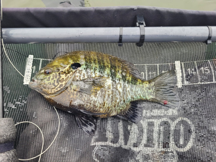 panfish.jpg