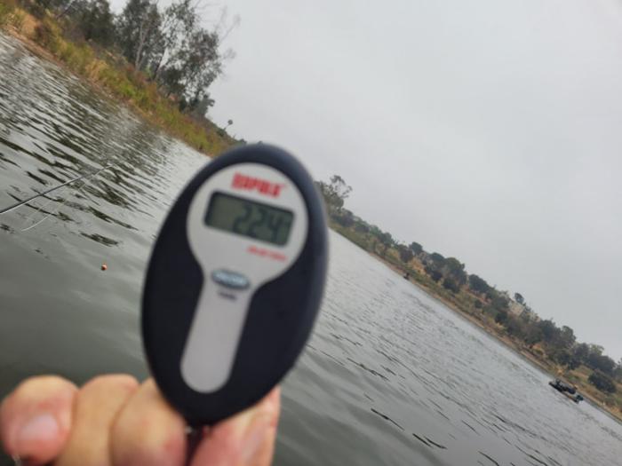 panfish wt.jpg