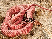 red racer.jpg