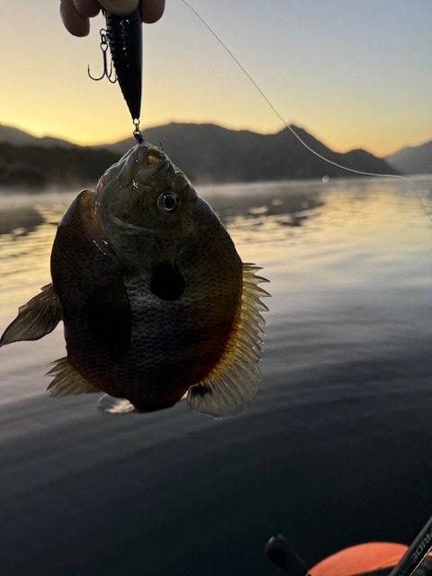 That's an angry bluegill