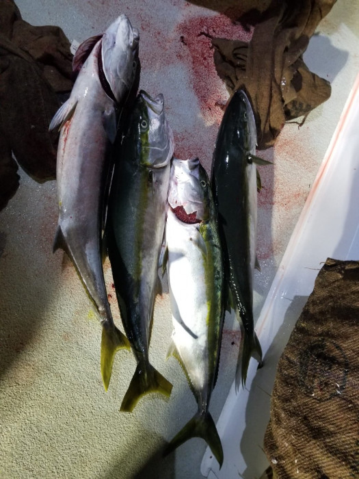 Yellowtail3.jpeg