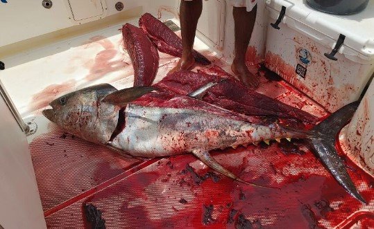 Tuna .jpg
