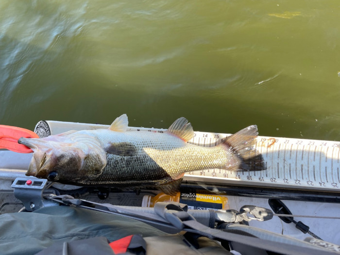 21 inches