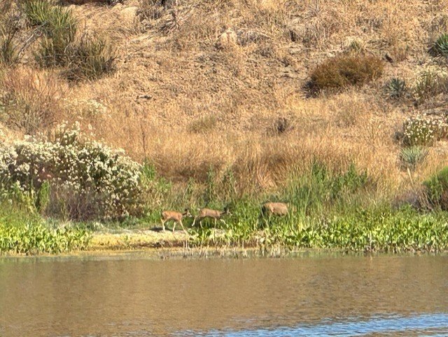 Long range deer picture taken by me