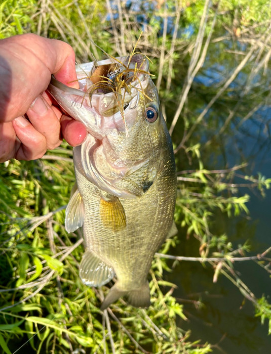 IMG_4049.jpeg