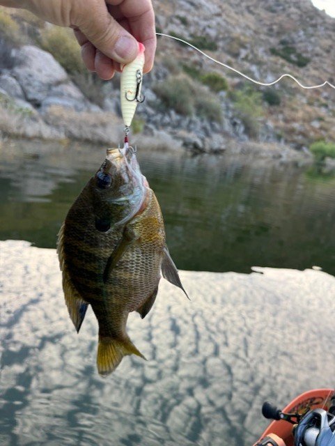 That's an angry bluegill